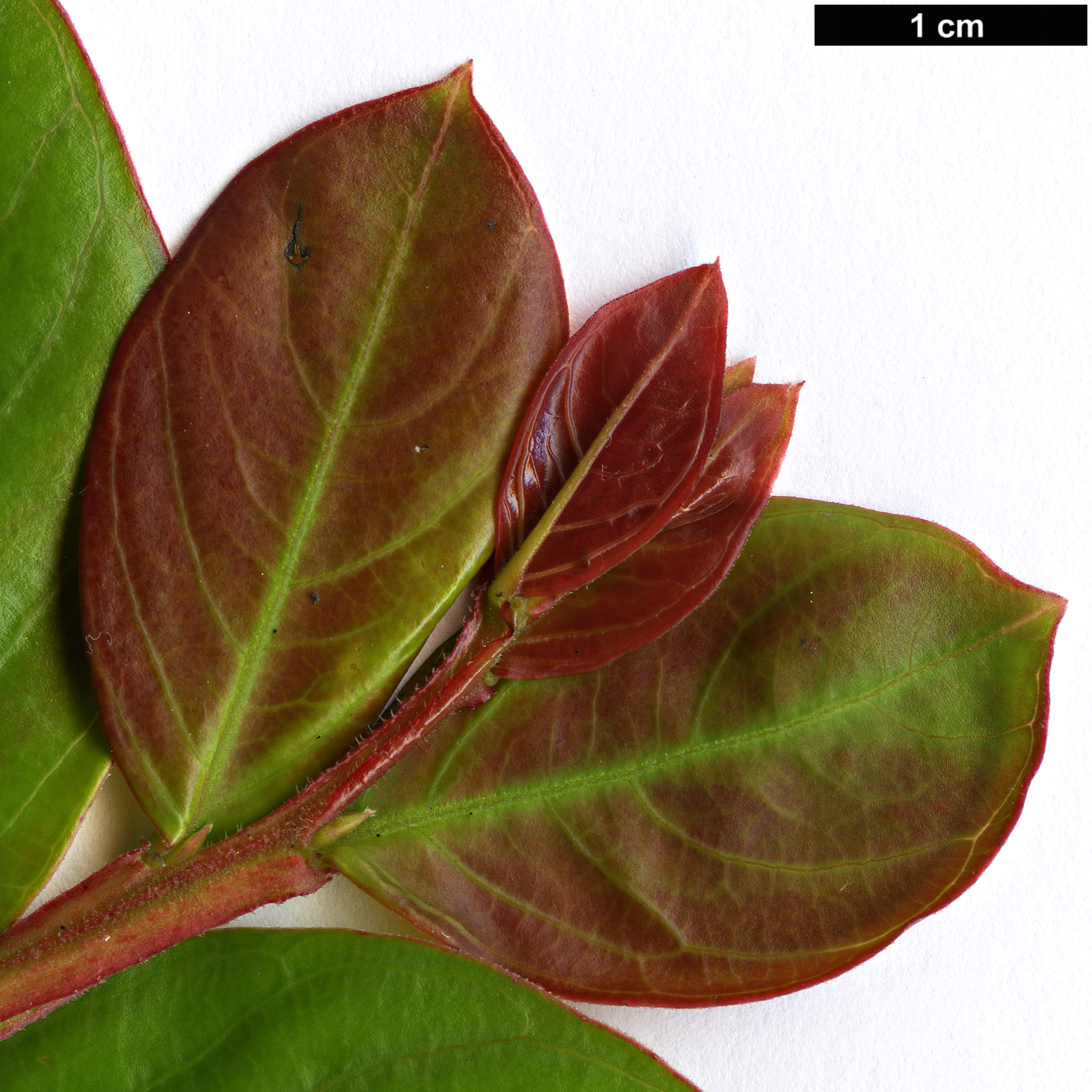 High resolution image: Family: Lythraceae - Genus: Lagerstroemia - Taxon: indica - SpeciesSub: ’Fuchsia D’ete’